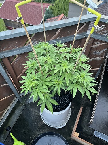 Growreport Bild 5