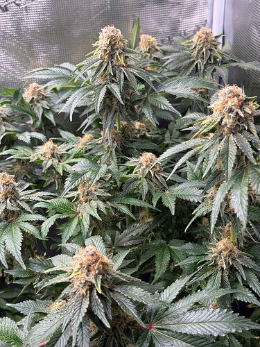 Growreport Bild 14