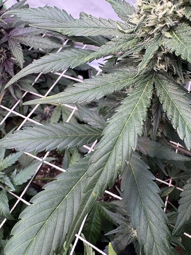 Growreport Bild 4
