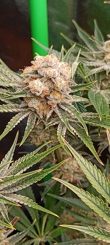 Growreport Bild 6