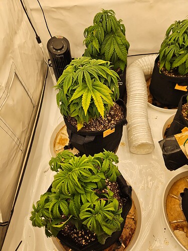Growreport Bild 3