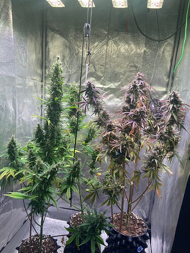 Growreport Bild 5