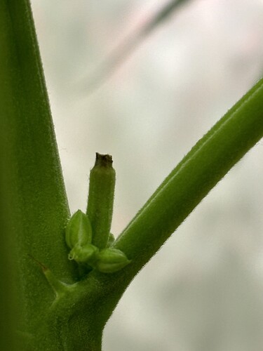 Growreport Bild 72