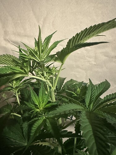 Growreport Bild 2