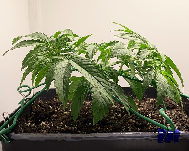 Growreport Bild 18