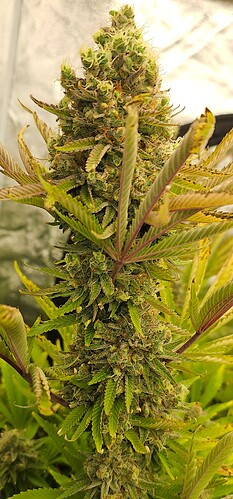 Growreport Bild 8
