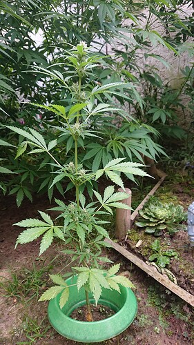 Growreport Bild 34