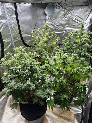 Growreport Bild 1