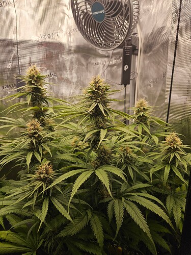 Growreport Bild 15