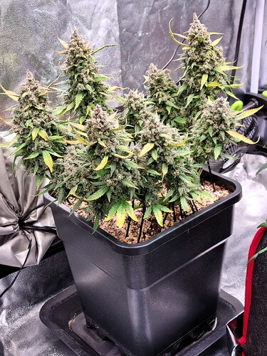 Growreport Bild 35