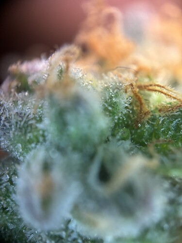 Growreport Bild 76