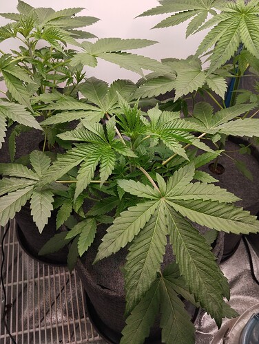 Growreport Bild 12