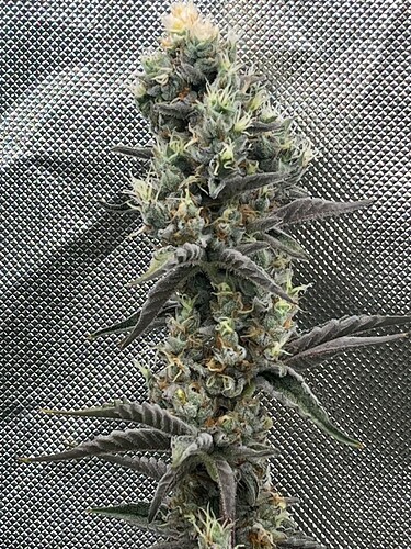 WhatsApp Image 2025-11-03 at 00.14.05