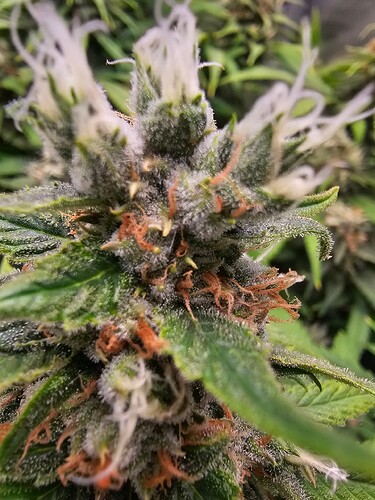 Growreport Bild 9
