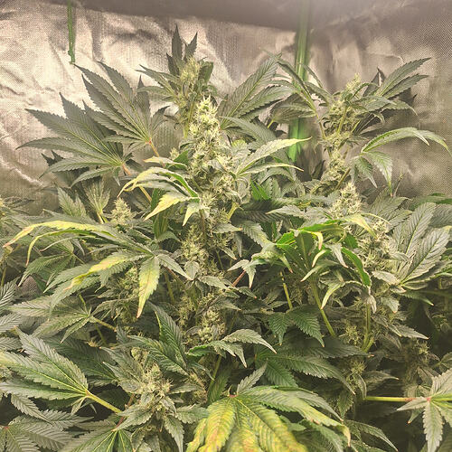 Growreport Bild 10