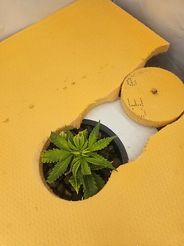 Growreport Bild 46