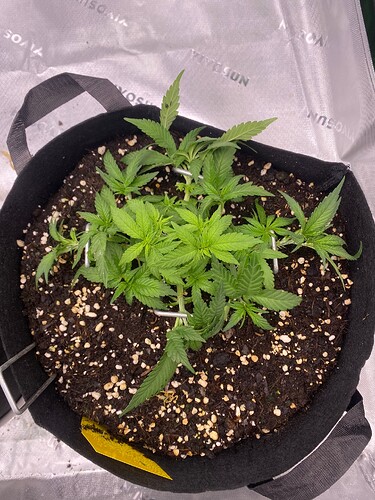 Growreport Bild 8