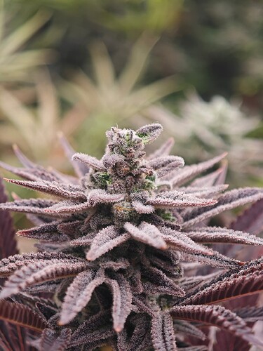 Growreport Bild 16