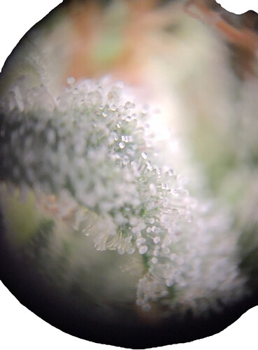 Growreport Bild 8