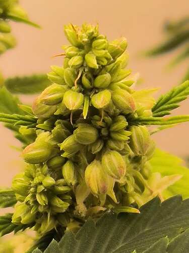 Growreport Bild 11