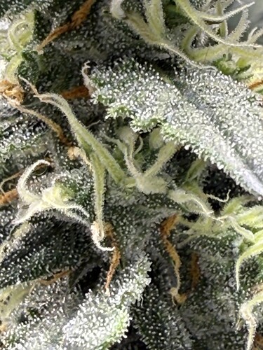 Growreport Bild 29