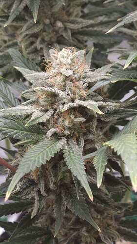 Growreport Bild 9