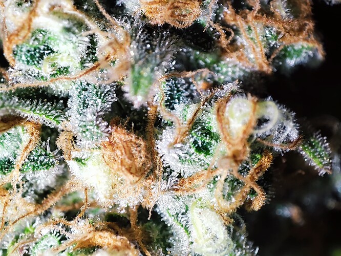 Growreport Bild 39