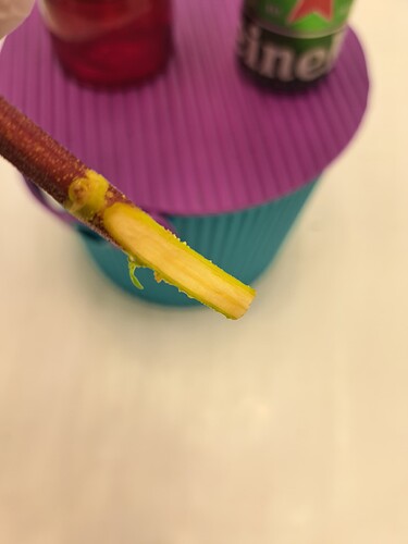 Growreport Bild 6