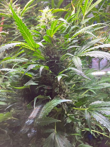 Growreport Bild 1