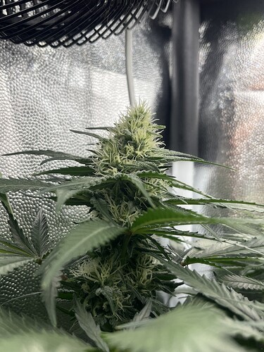 Growreport Bild 14