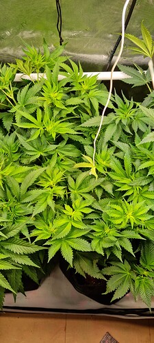Growreport Bild 27