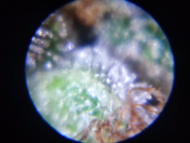 Growreport Bild 63
