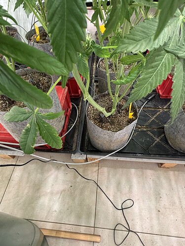 Growreport Bild 43