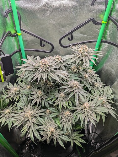 Growreport Bild 5