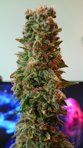 Growreport Bild 11