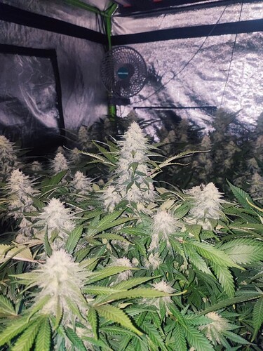 Growreport Bild 39