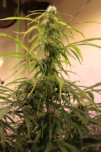 Growreport Bild 11