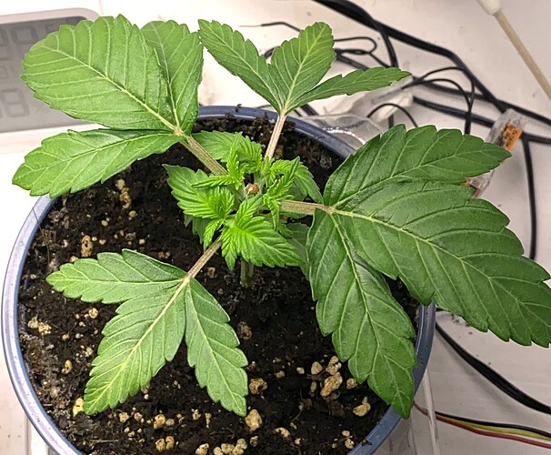 Growreport Bild 20
