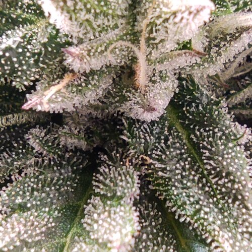 Growreport Bild 17