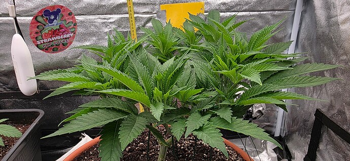 Growreport Bild 22