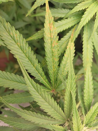 Growreport Bild 15