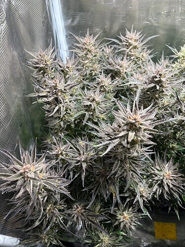Growreport Bild 3