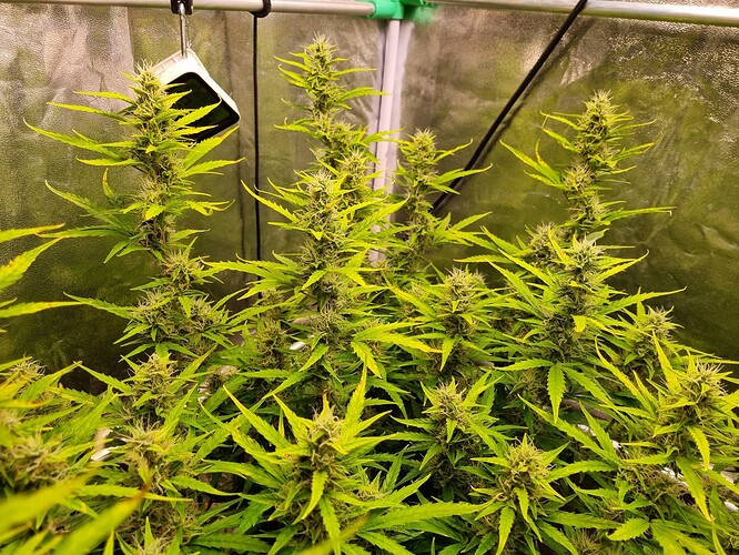 Growreport Bild 7
