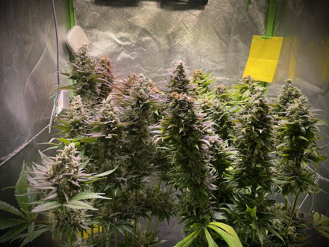 Growreport Bild 4