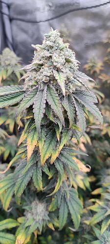 Growreport Bild 6