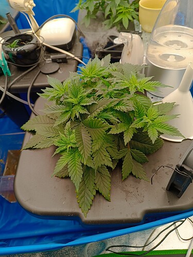 Growreport Bild 4