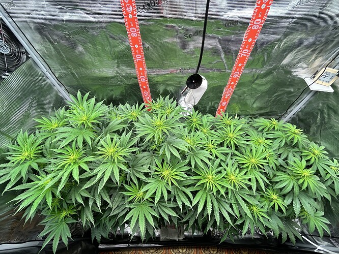 Draufsicht auf eine Cannabis-Pflanze in einem Growzelt mit einem Scrog-Netz, Messlatten an der Rückwand und einem Hygrometer.