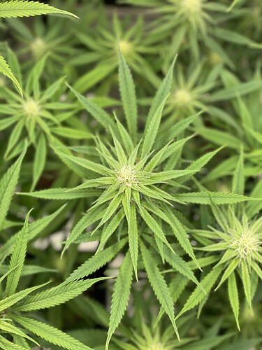 Growreport Bild 7