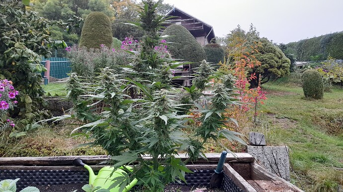 Growreport Bild 1
