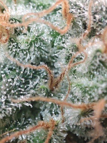 Growreport Bild 50